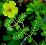 Tribulus terrestris
